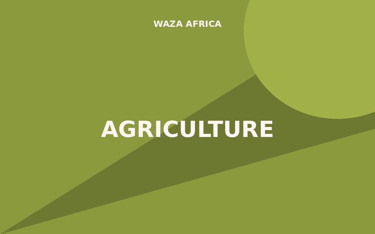 Why Nigerian Tomato Farmers Keep Losing Money Even in a Bumper Season